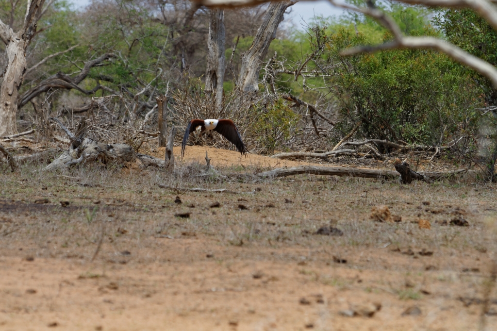 08 - Kruger NP (32).jpg
